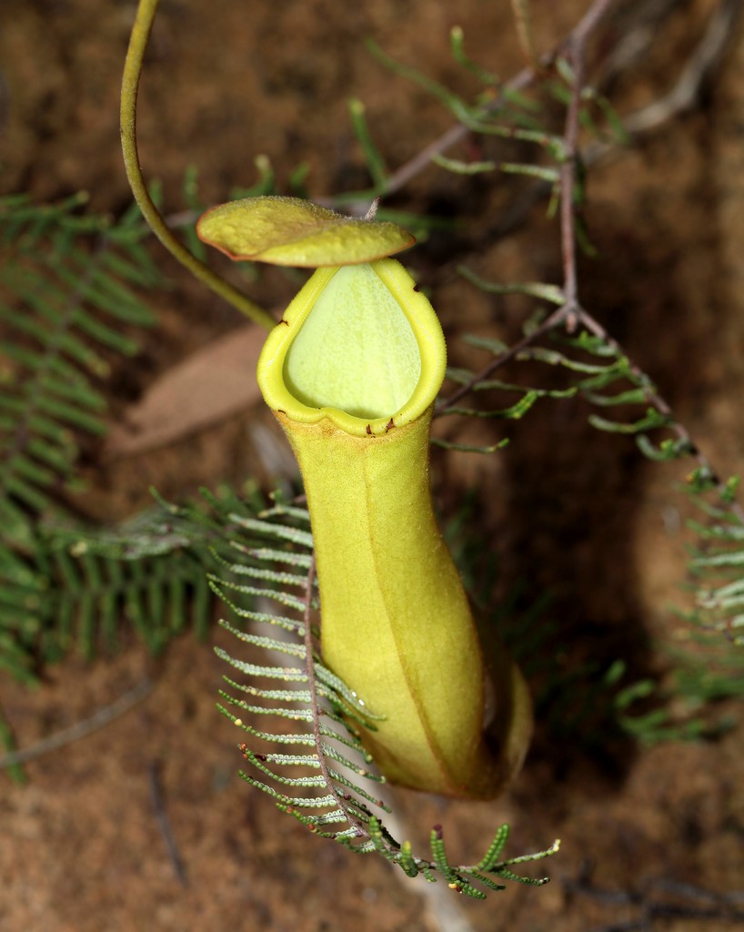Nepenthes vieillardii plante insectivore endémique Nouvelle-Calédonie 