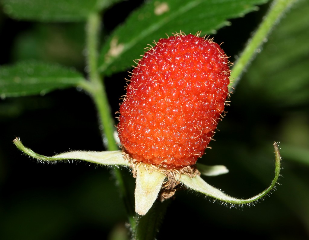Rubus rosifolius fruit rouge plant médicinale Nouvelle-Calédonie