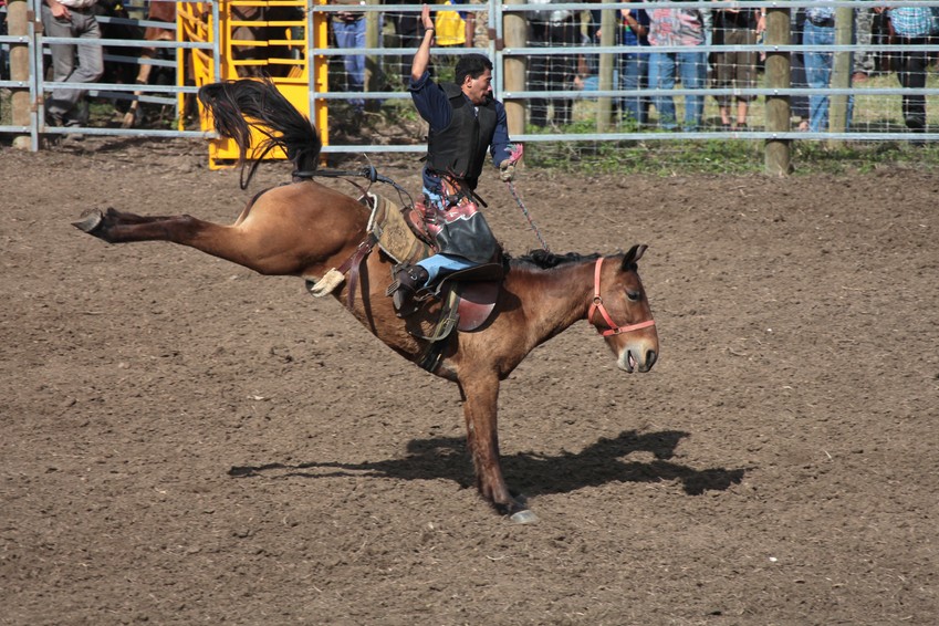 Saddle bronc riding Cheval ruade rodéo nouvelle-calédonie rodeoman horse new caledonia 