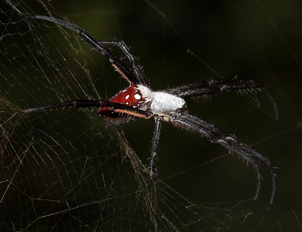 泉字雲斑蛛 Cyrtophora moluccensis Nouvelle-Caléodonie araignée aranéomorphe New Caledonia Spider