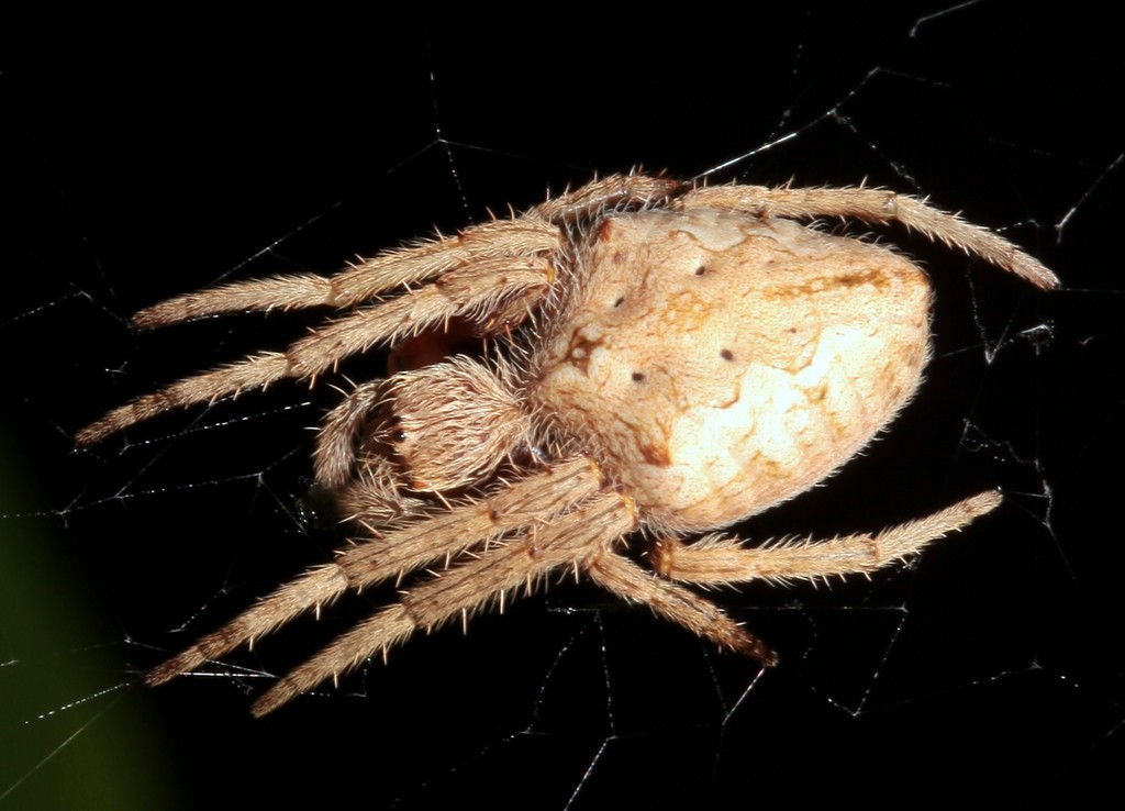 Australian garden orb weaver spider Eriophora transmarina New Caledonia insect fauna
