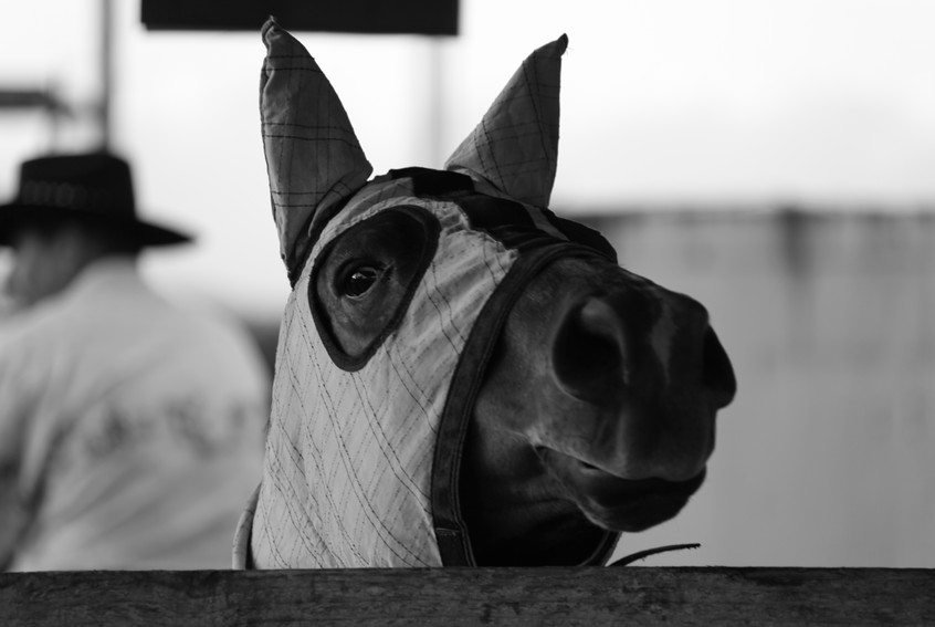 donkey shrek animal cagoule foire de koumac 2012 l'ane shrek bonnet d'ane 