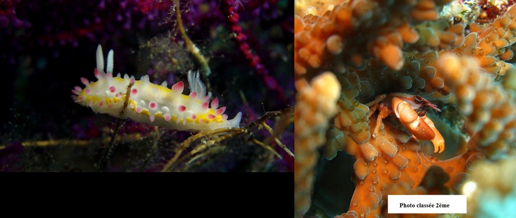 nudibranch and tetralia crab from oman diving in UAE picture contest classement photo
