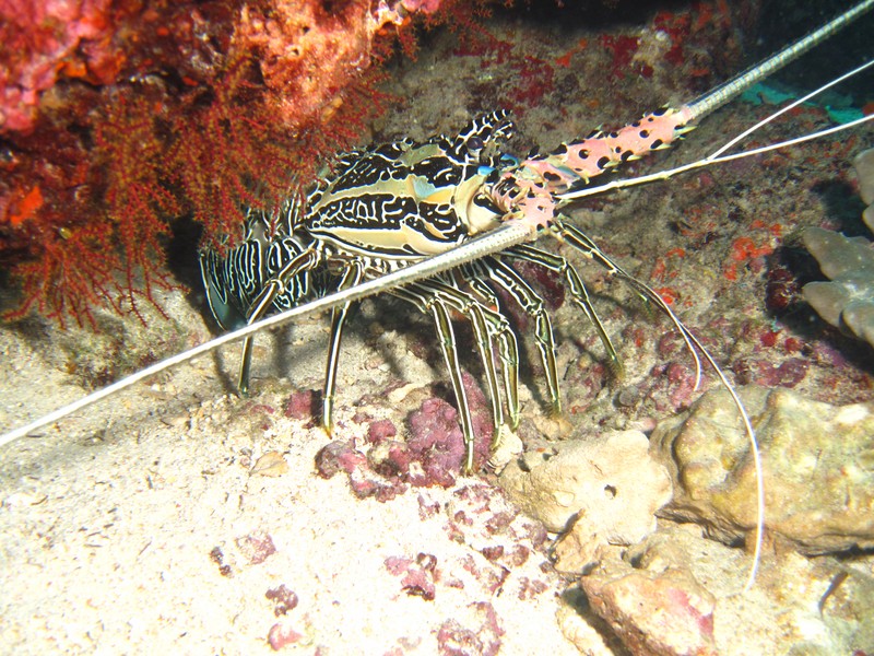 lobster ouside a rock - Damaniat Island - Oman Sea