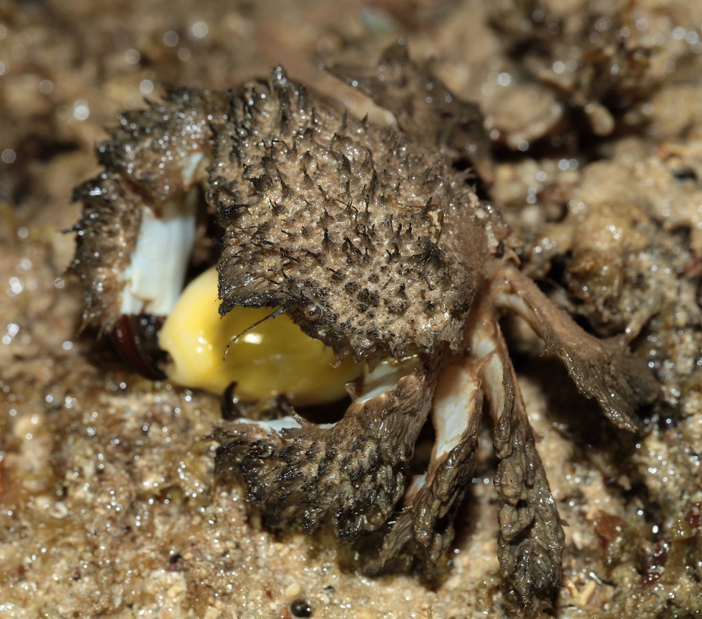 Pilumnus vespertilio crabe poilu Nouvelle-Calédonie J. C. Fabricius