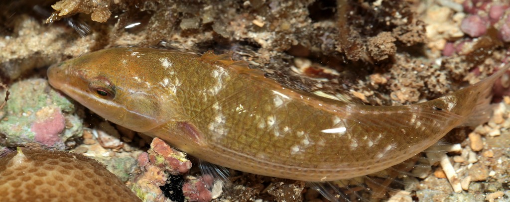 Stethojulis stigiventer récif frangeant Nouvelle-Calédonie faune marine poissons à nageoires rayonnées