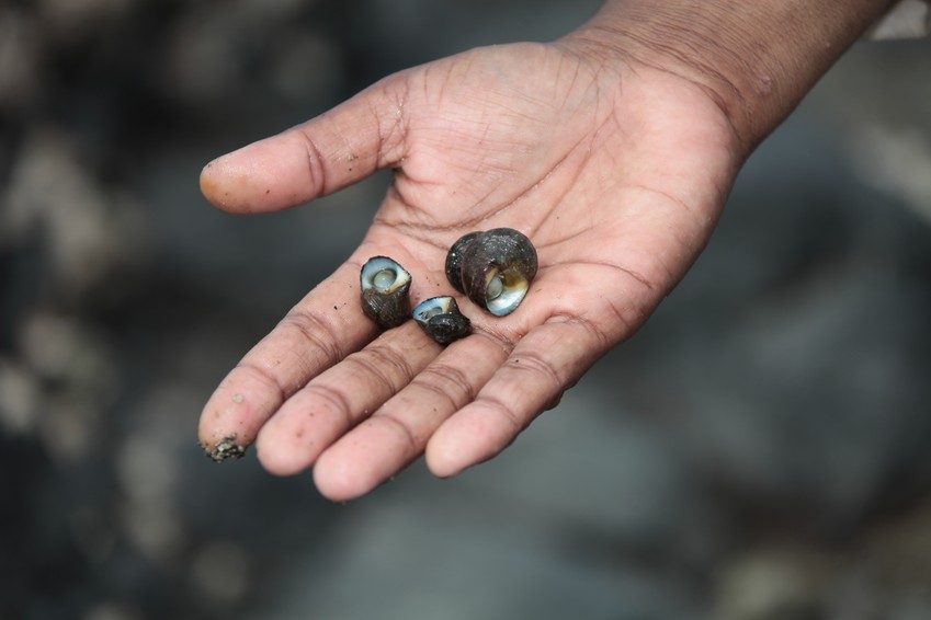Main de femme Fidji coquillages marée basse woman hands Fiji shells low tide