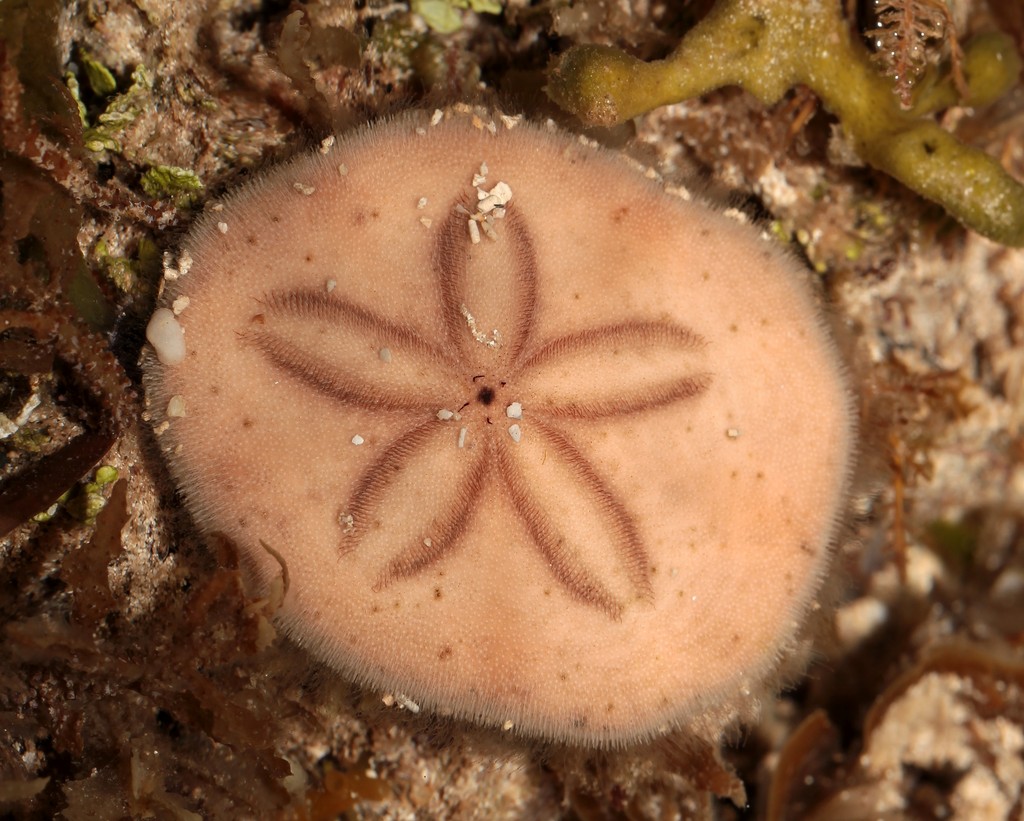 Jacksonaster depressum tonganese Nouvelle-Calédonie oursin du récif en forme de fleur