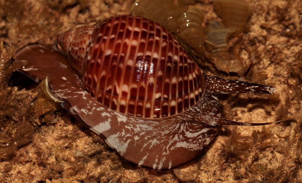 Tonna perdix mollusque coquille collection Nouvelle-Calédonie récif frangeant