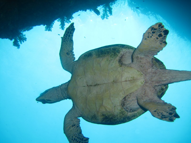 Underwear turtle without panty Daymaniyat Islands Nature Reserve - Mascate - Oman