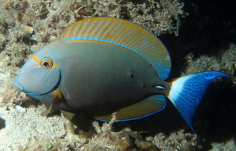 Actinopterygien famille Acanthuridae poisson lagon Nouvelle-Calédonie