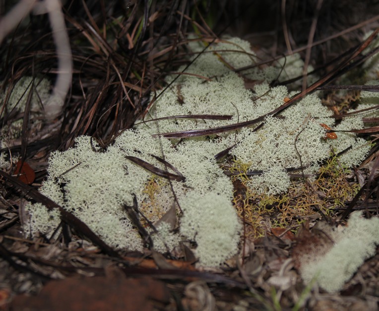 Lichens organisms fungus new caledonia dry forest nature green