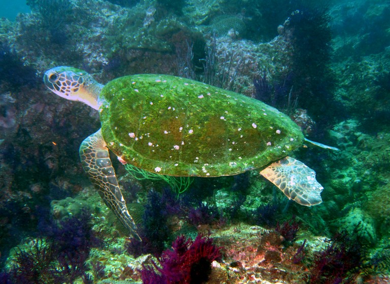 Underwater movie turtle swimming Ras Marovi Musandam Sultanate of Oman