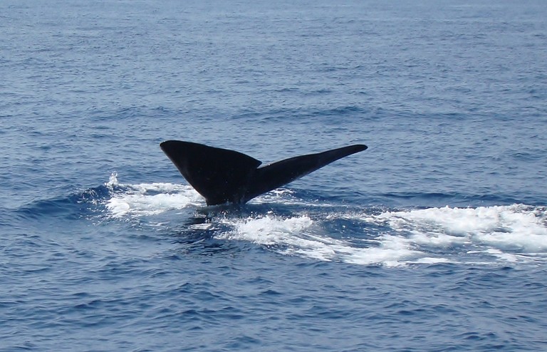 Mammiferes de Méditerranée photographies dauphin baleine rorqual