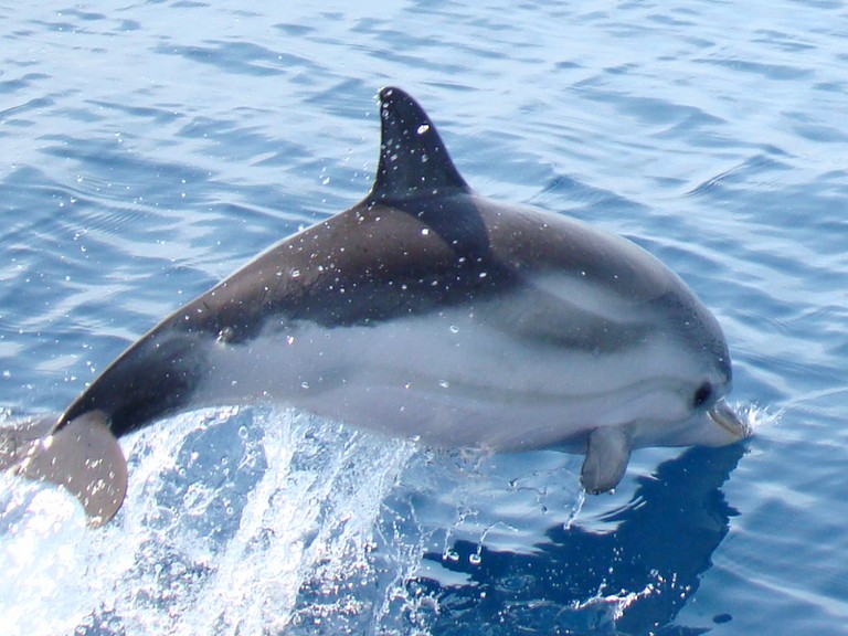 Dolphins in Mediterranean sea cetace mammifere Méditerranée picture of dolphin