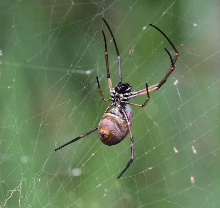 araignée de nouvelle-calédonie toile doré jaune spider yellow web new caledonia fauna