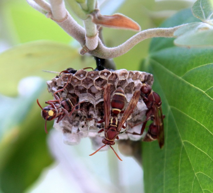 Polistes guepe frelon abeille Nouvelle-Calédonie hyménoptère