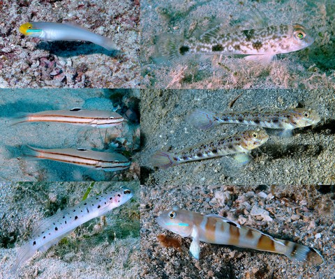 Poissons Nouvelle-Calédonie Gobiidae et des genres Valenciennea, Vanderhorstia, Yongeichthys