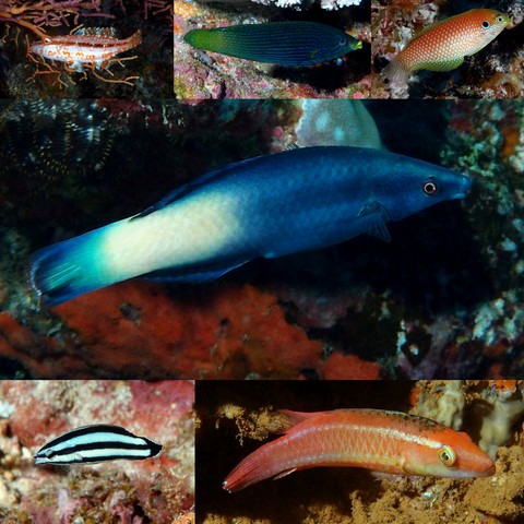 Photographie poisson Labridae Labrichthys Labroides Labropsis Macropharyngodon Oxycheilinus Pseudocheilinus Nouvelle-Calédonie