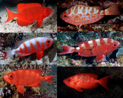 Photographie poissons Nouvelle-Calédonie Acanthuriformes Priacanthidae Heteropriacanthus Priacanthus