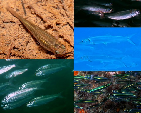 New Caledonian Fish Clupeiformes Cyprinodontiformes Elopiformes