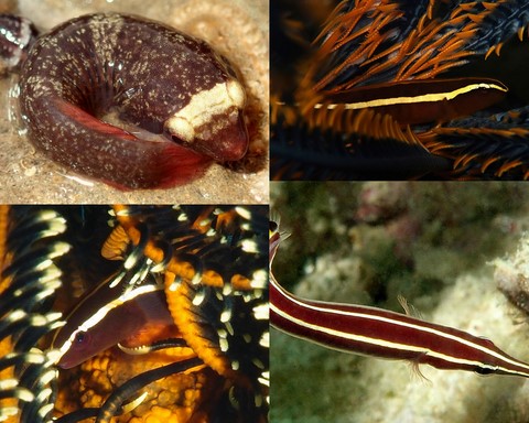 Photographies poissons Cyprinodontiformes Gasterosteiformes Gobiesociformes Lophiiformes