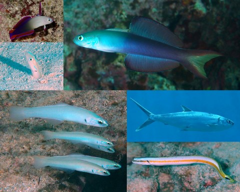 Poissons Nouvelle-Calédonie Gobiiformes Gonorhynchiformes Chanidae Xenisthmidae Microdesmidae