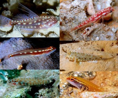 Poissons Nouvelle-Calédonie Perciformes Gobiidae Echinogobius Eviota Exyrias