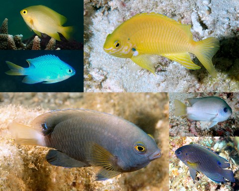 Famille Pomacentridae genre Pomacentrus Nouvelle-Calédonie poisson récifal