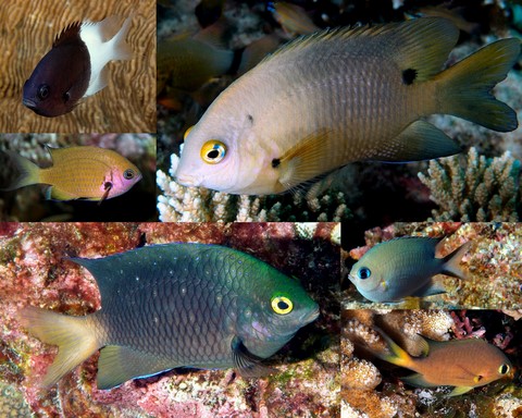 Famille Pomacentridae genre Pomachromis Pristotis Stegastes Nouvelle-Calédonie poisson récifal