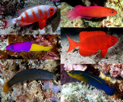 Photographie poissons Nouvelle-Calédonie Perciformes familles Priacanthidae Pseudochromidae