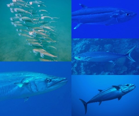 Photographie sous-marine thon thazard Nouvelle-Calédonie