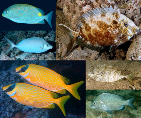 Guide indentification poisson Perciformes Siganidae Siganus Sparidae Acanthopagrus Nouvelle-Calédonie