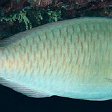 SCARUS RIVULATUS - (VALENCIENNES, 1840)