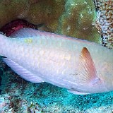 SCARUS RIVULATUS - (VALENCIENNES, 1840)