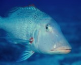 Lethrinus miniatus Redthroat emperor New Caledonia 