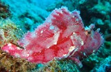 Taenianotus triacanthus Leaf scorpionfish New Caledonia Tan to reddish or brown in color