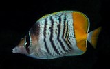 Chaetodon mertensii orangebar butterflyfish New Caledonia fish lagoon reef picture