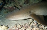 Nebrius ferrugineus requin nourrice fauve Nouvelle-Calédonie lagon récif