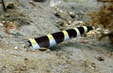 Leiuranus semicinctus Saddled snake eel New Caledonia lemon bay scuba diving