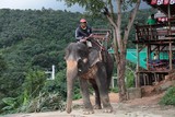 Elephas maximus éléphant d'Asie trompe cornac Thailande ballade touriste tourisme vacances transport