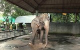 Elephant Enchainé dans un zoo Phuket Thailand
