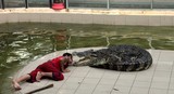 crocodile aquatic tetrapod Crocodylinae man playing aligator zoo Phuket Thailand trainer risky business tourist attraction show