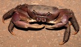 Cardisoma carnifex crabe mangrove Nouvelle-Calédonie couleur générale est brune à brun-rougeâtre, les pinces sont plutôt jaunes et de tailles inégales