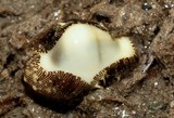 Monetaria moneta money cowrie New Caledonia shell white to straw-colored marine gastropod mollusk