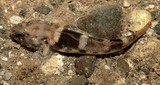 Bathygobius cocosensis Tidepool goby New Caledonia irregular whitish and brown blotches