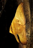 Platax orbicularis Circular spadefish juvenile New Caledonia