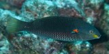 Stethojulis bandanensis Vieille à tache rouge Nouvelle-Calédonie poisson lagon labre labridae