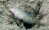 Oplopomus oplopomus Valenciennes Pretty lagoon-goby New Caledonia fish identification scuba diving picture