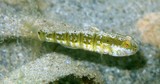 Amblygobius sphynx Sufinkususarasa-haze スフィンクスサラサハゼ ニューカレドニア